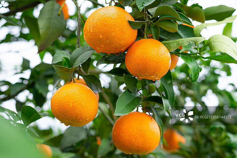 眉山·爱媛果冻橙图片素材