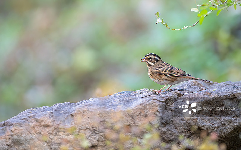 山岩上的白眉鹀图片素材