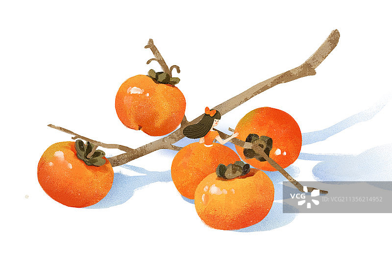 柿子熟了图片素材