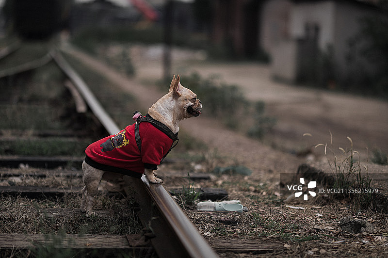 法国斗牛猪图片素材