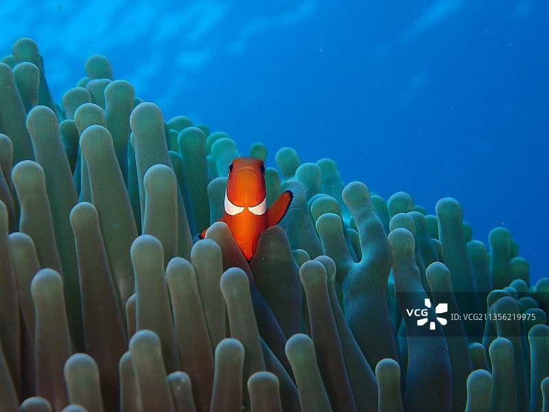 “招手”的Nemo图片素材