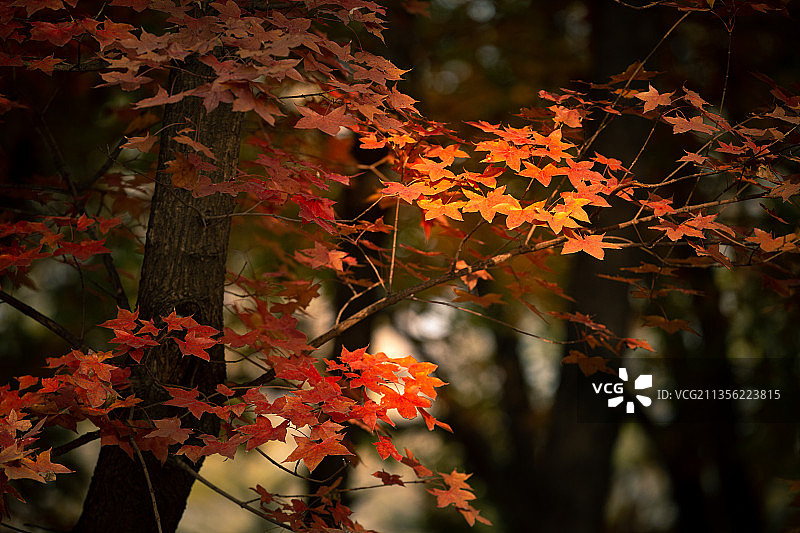 叶子，光影，秋色图片素材