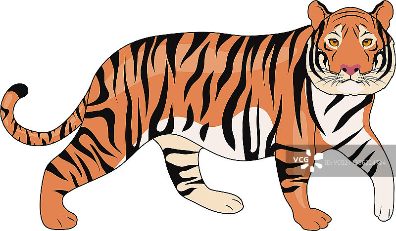 野生老虎图片素材