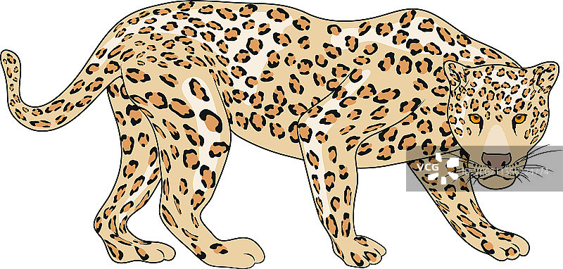 野生猫科动物豹图片素材