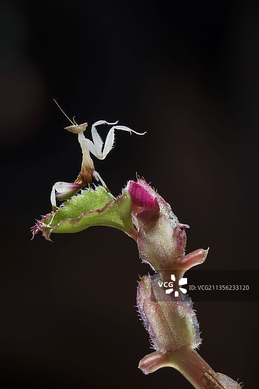兰花螳螂图片素材