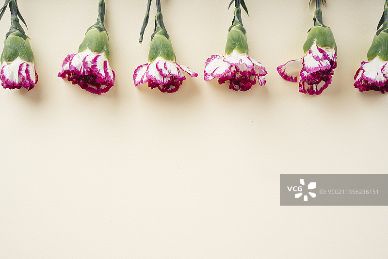 康乃馨花米色背景。副本的空间。盛开的季节。图片素材