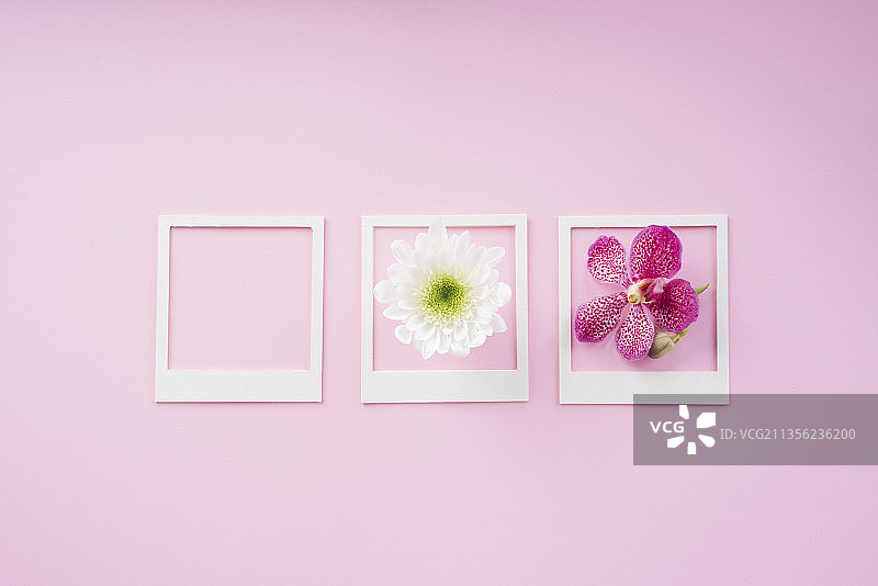 白色框架模拟与花在粉红色的背景。副本的空间。图片素材