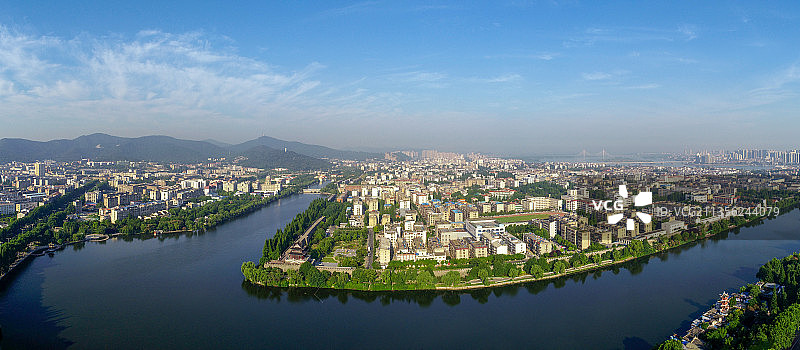 春天鲁冰花绽放开花图片素材