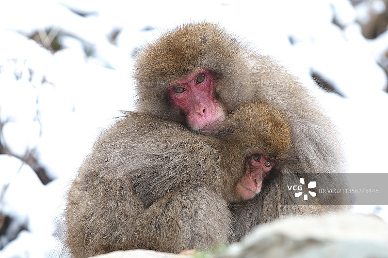坐在田野里的猴子特写图片素材