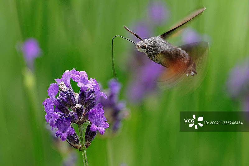 蝴蝶在紫色花朵上授粉的特写镜头图片素材