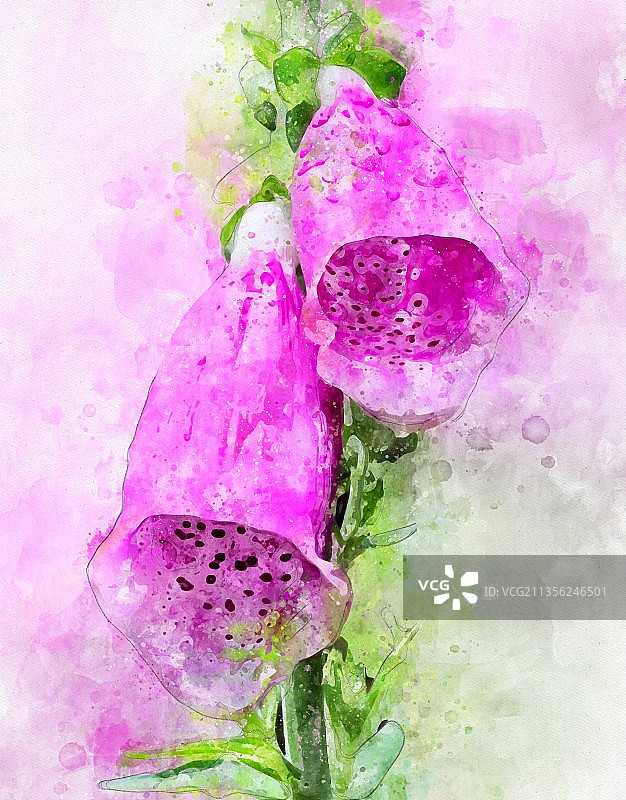 盛开的粉红色毛地黄花水彩画图片素材