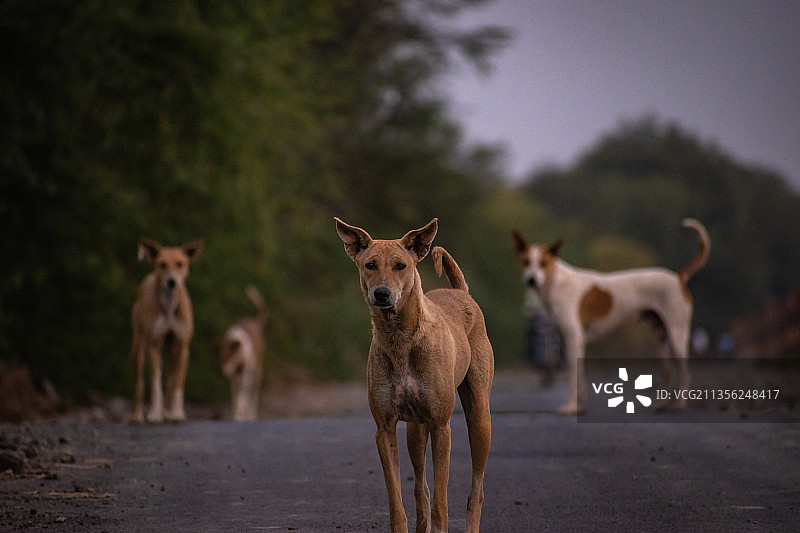 站在路上的狗群肖像图片素材