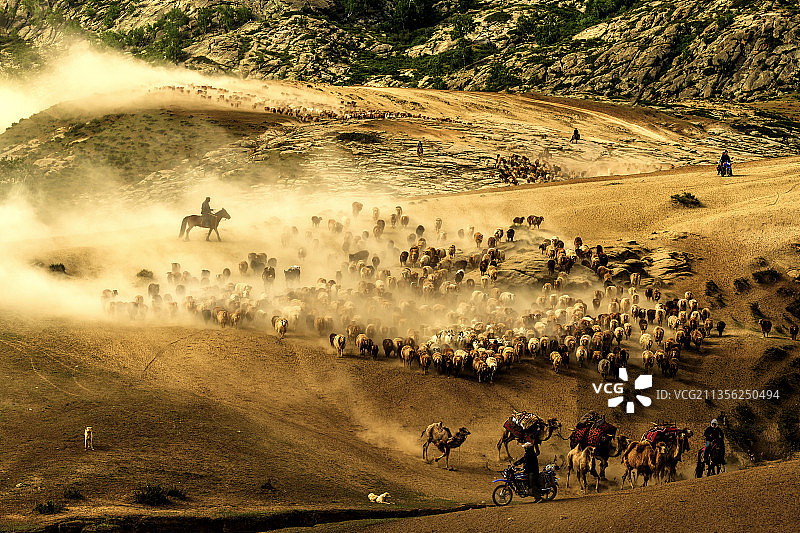 生命大迁徙之一图片素材