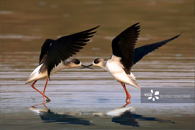 黑翅长脚鹬图片素材