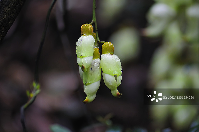 禾雀花图片素材