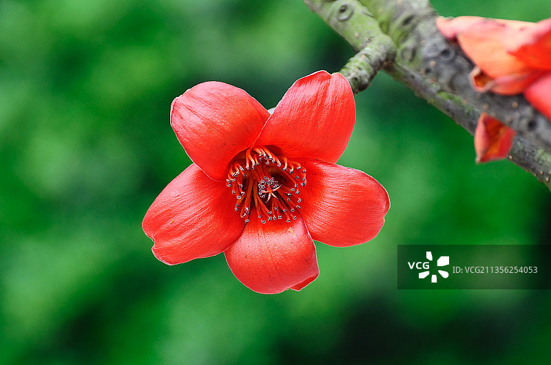 木棉花图片素材