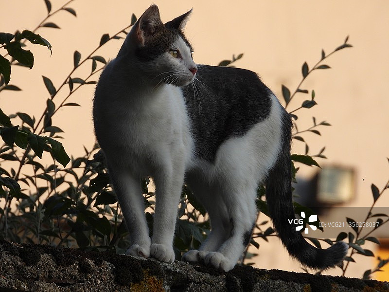 法国看向远方的猫咪特写图片素材