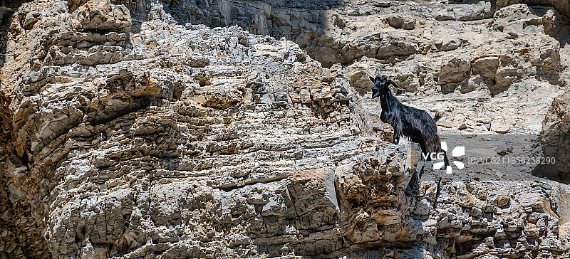希腊奥林波斯萨里亚岛岩石上的狗高角度视图图片素材