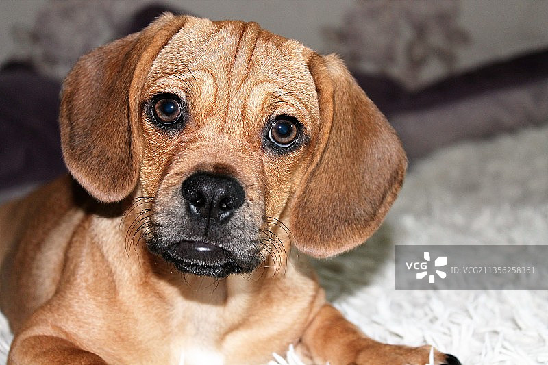 巴哥犬居家地毯特写图片素材