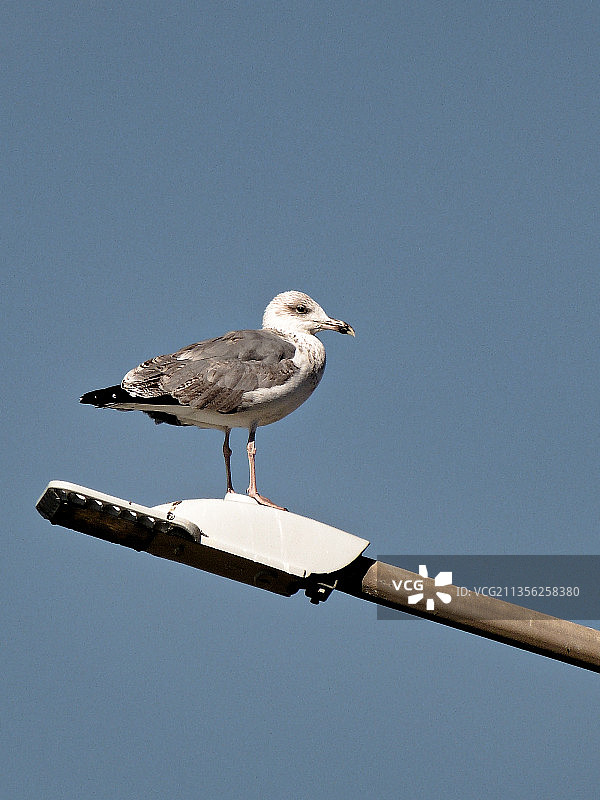 仰视栖息在电线杆上的海鸥图片素材