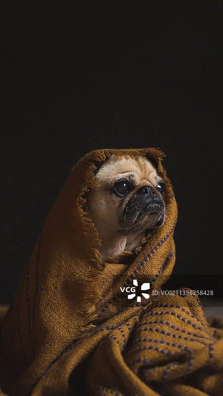 黑色背景上的哈巴狗特写图片素材