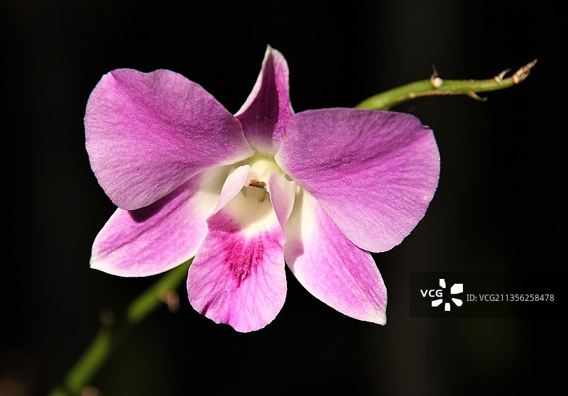 粉色兰花特写，西班牙阿奎内金图片素材