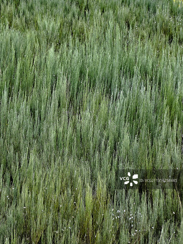 田野上生长的植物的完整画面图片素材