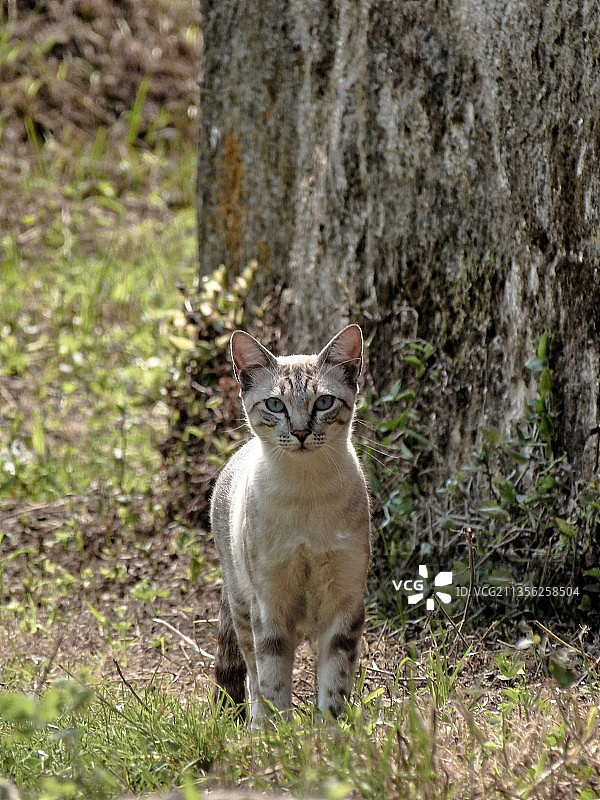 猫咪站在田野里的特写图片素材