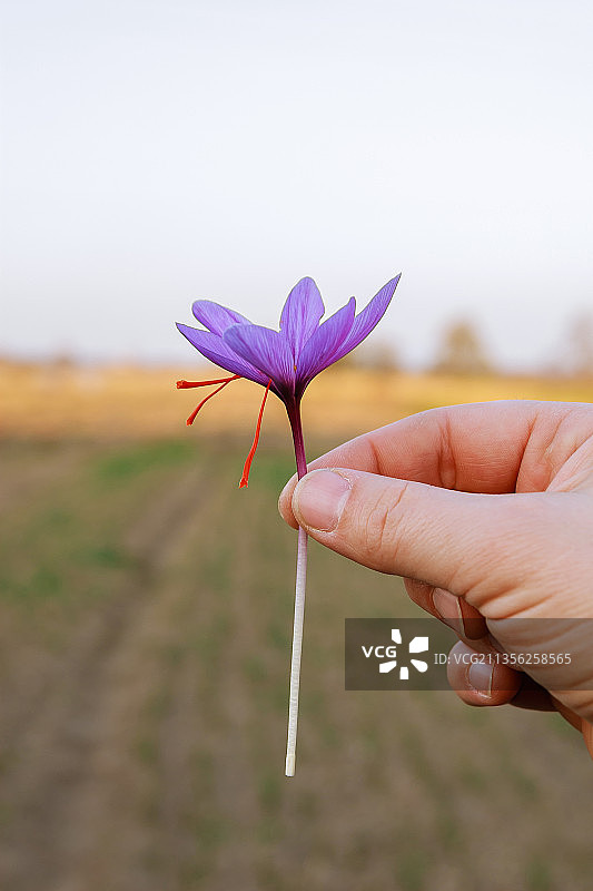 手持紫色花朵，背景为天空图片素材