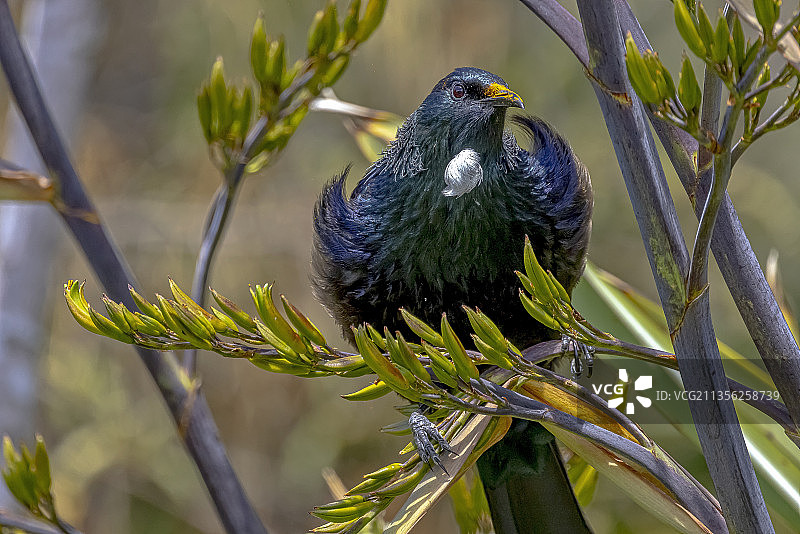栖息于树枝上的鸣禽特写，新西兰图片素材