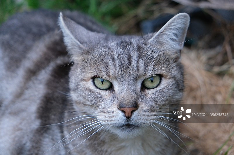 猫咪的特写肖像，美国印第安纳州图片素材