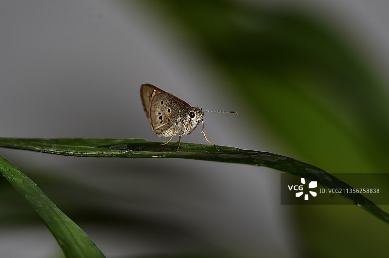 叶子上的蝴蝶特写图片素材