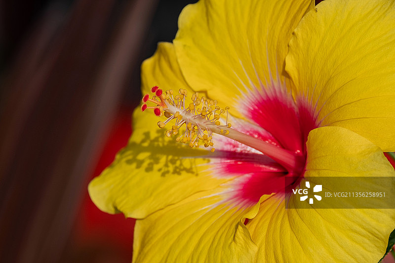 黄色芙蓉花特写，里霍博斯比奇，特拉华州，美国图片素材