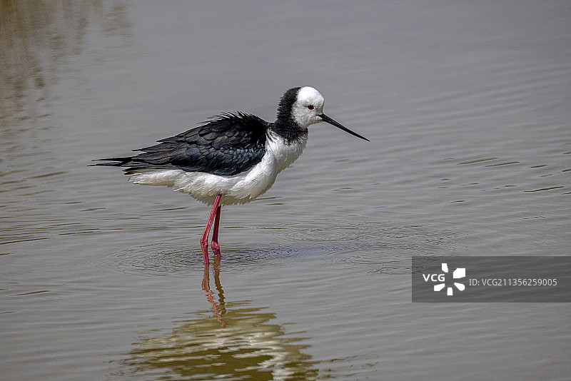 新西兰湖中栖息的黑色鲈鱼特写图片素材