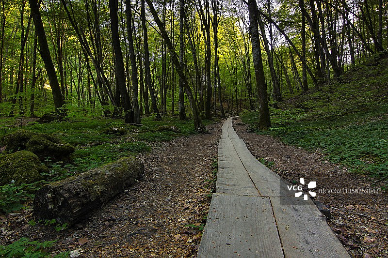 瑞典克利潘市森林中树木间的空旷小路图片素材