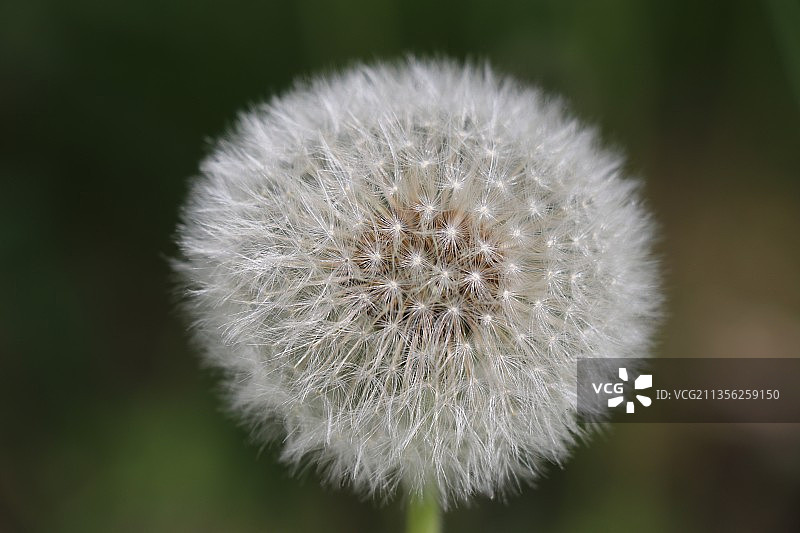 蒲公英花的特写镜头图片素材