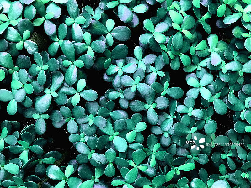 植物特写，泰国图片素材