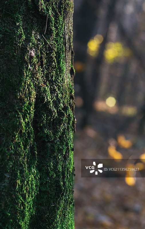 树干上长苔藓的特写镜头图片素材