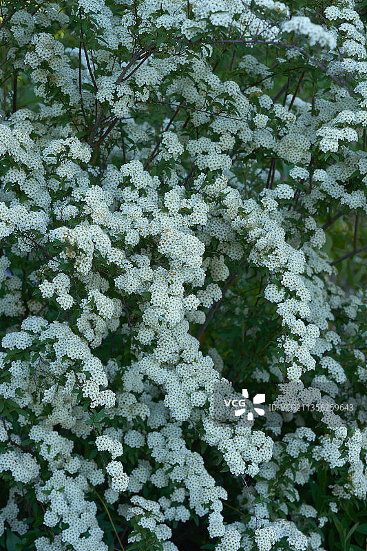 白色开花植物的特写图片素材