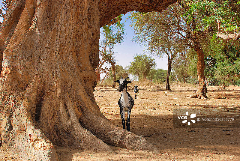 老树旁的小山羊图片素材