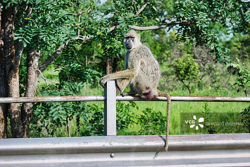 坦桑尼亚米库米国家公园，狒狒坐在栏杆上的特写图片素材