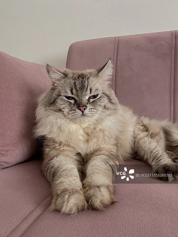 家中沙发上放松的猫咪肖像图片素材