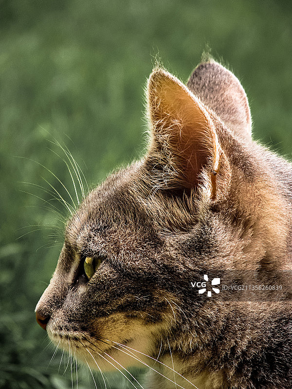 特写的猫图片素材