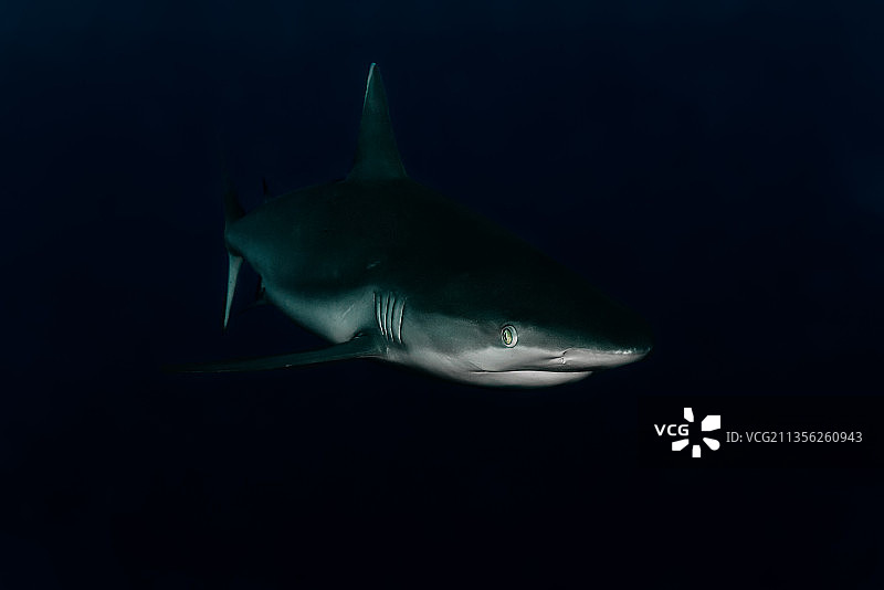 海中鲨鱼游泳的特写图片素材