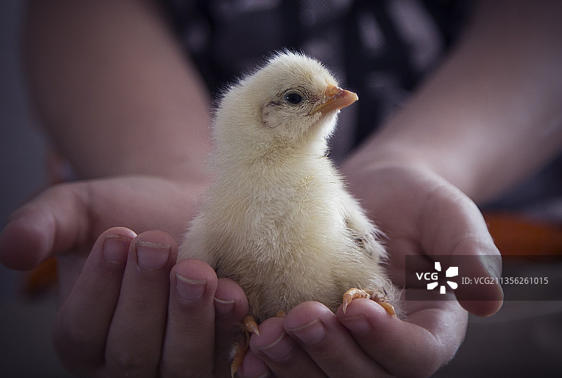 婴儿抱着小鸡图片素材