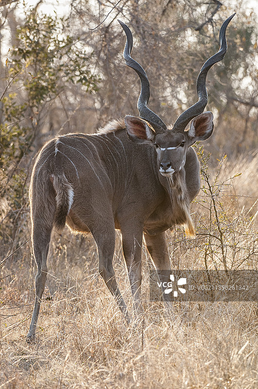南非克鲁格国家公园站在田野上的鹿的侧面图图片素材