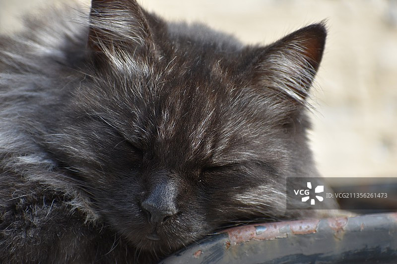猫睡觉的特写镜头图片素材