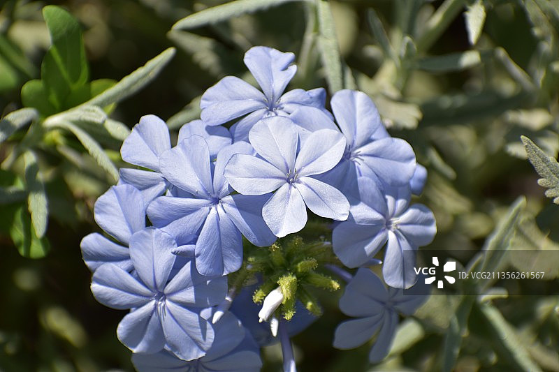 紫色开花植物的特写图片素材