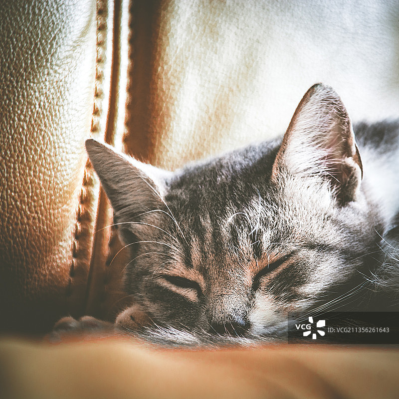 床上睡觉的猫特写图片素材