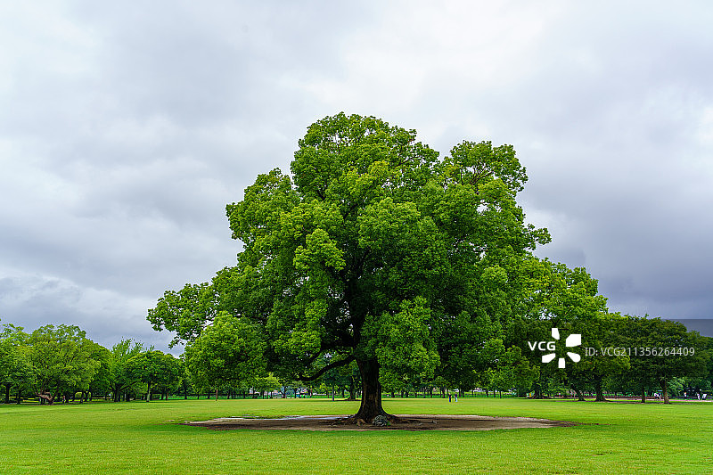 田野上的树木与天空交相辉映图片素材